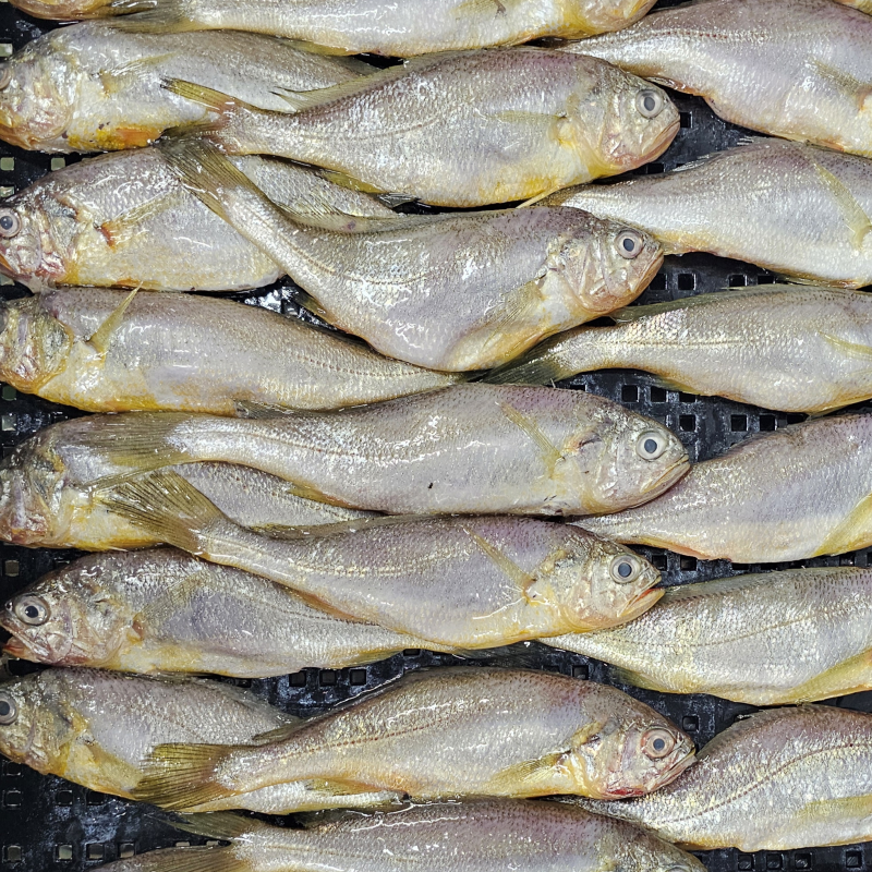 남도의 바다 향 담은 귀한 생선 생물 급냉 참조기 2kg 30미 내외 - 상품 이미지