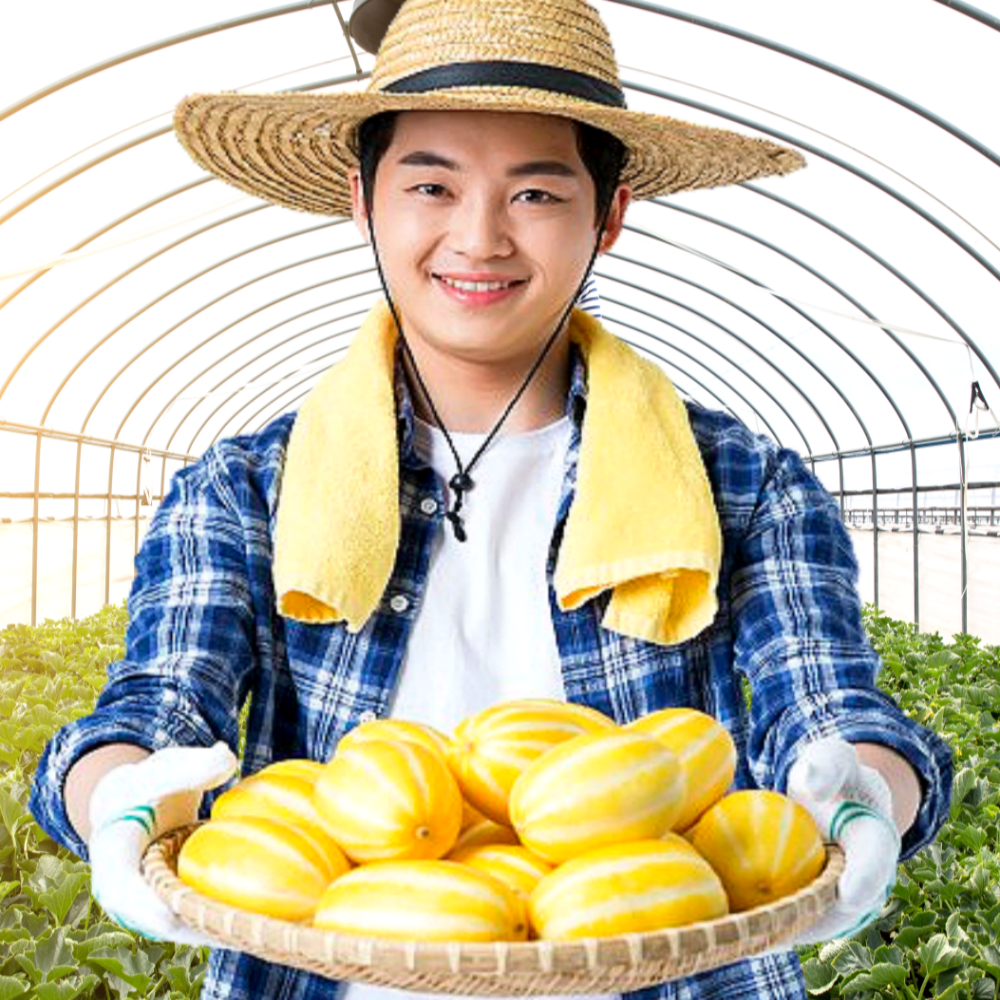 고당도 꿀 성주참외 10kg 5kg 못난이 꼬마참외 10키로 5키로