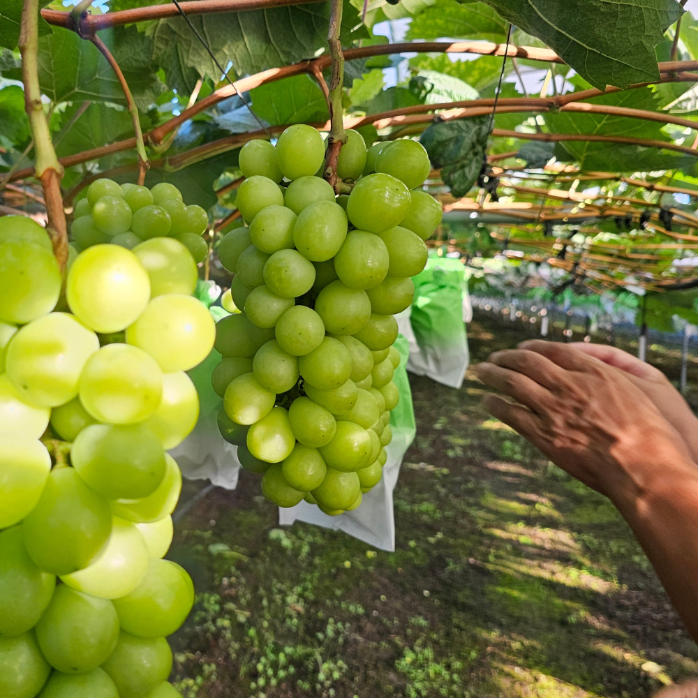 샤인머스켓 2kg,4kg 고당도 프리미엄 망고포도 아이들간식 추석명절 선물세트 (진아농장 직판)
