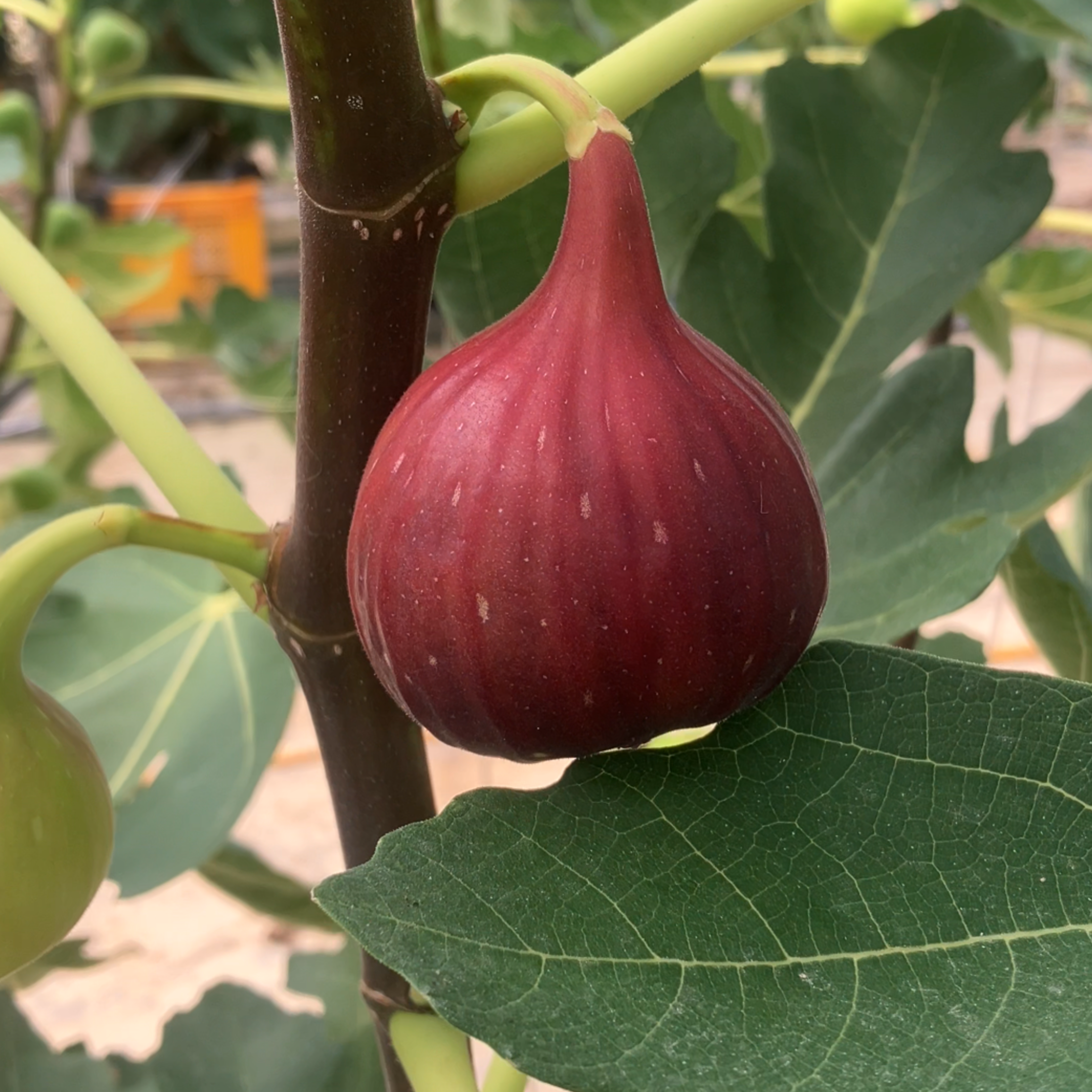 영암 무화과 제철 홍 청무화과