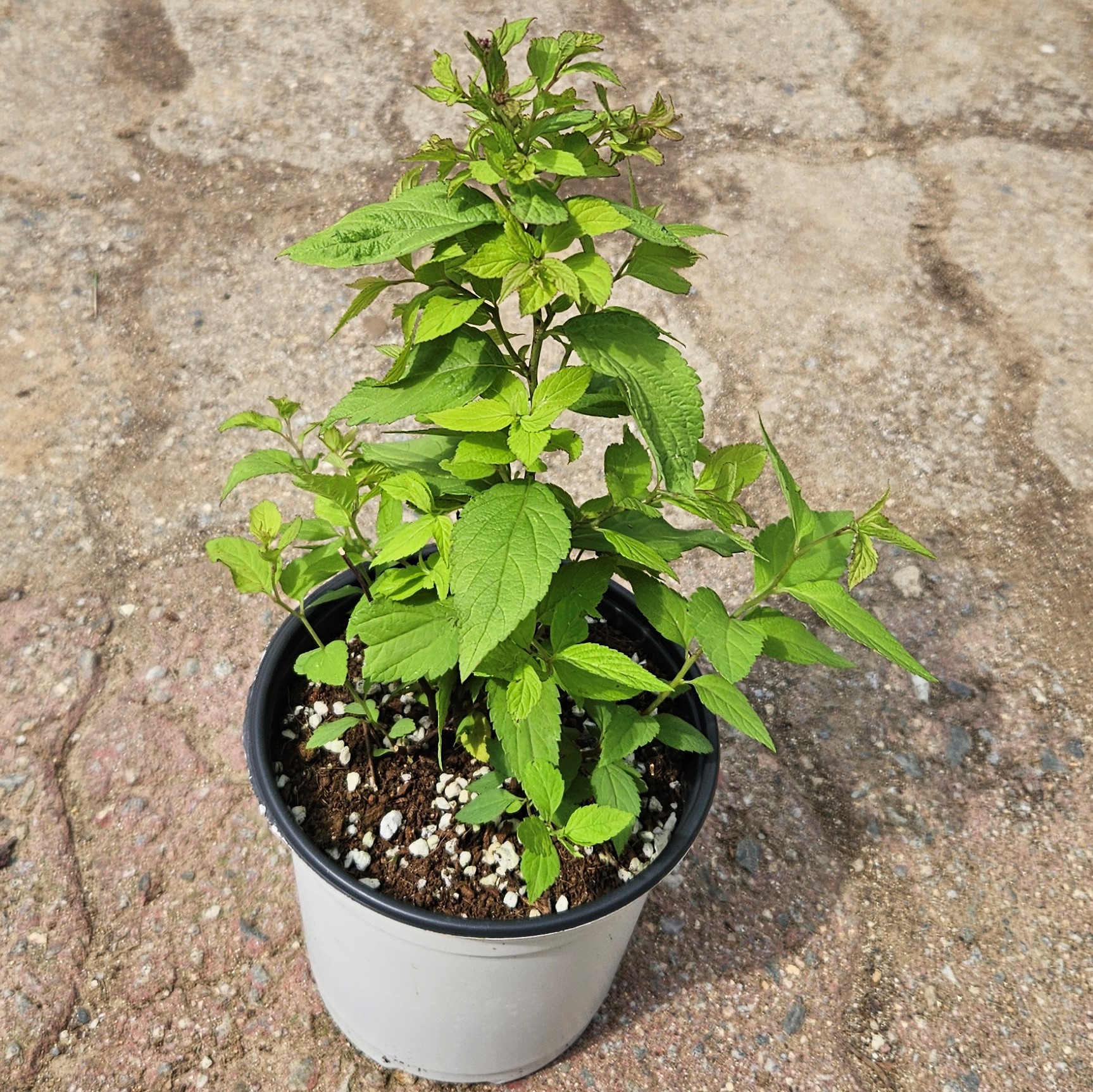 황금조팝나무 삼색조팝 P9 포트묘 - 상세 이미지 3