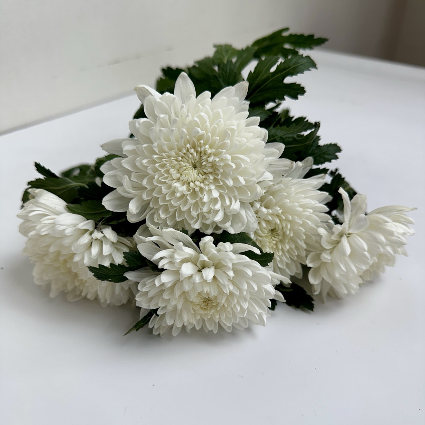 희록플라워 추모 꽃 대국 생화 꽃다발 흰 국화 5송이 성묘 납골당 추모공원 꽃배달 생화택배 이미지 8