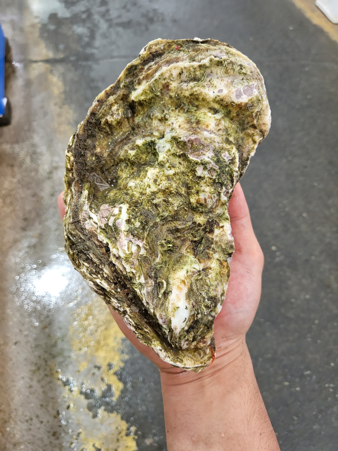 수라한상 통영 삼배체 석굴 석화 각굴 국내산 여름 하프셀 생굴 1kg 이미지 6