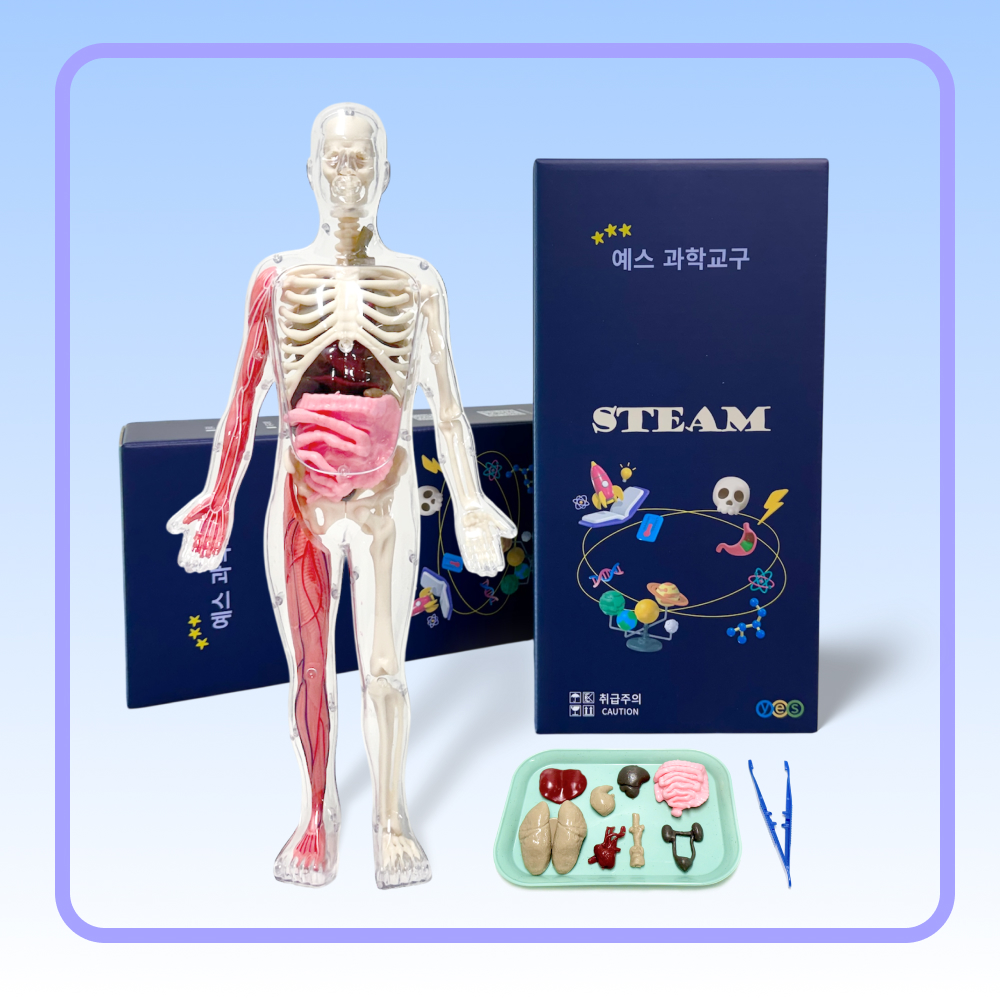 예스 영이과학기기 어린이 인체 모형 장기 골격 해부학 키트 YES-H1