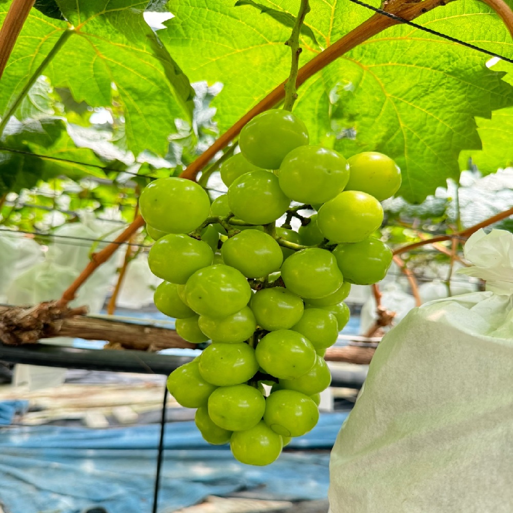 고당도 샤인머스켓 씨없는 청포도 2kg 4kg - 상세 이미지 5