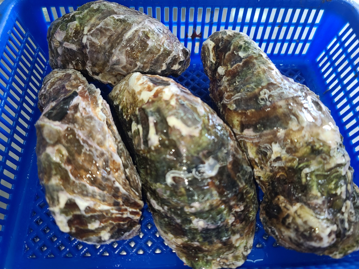 수라한상 통영 삼배체 석굴 석화 각굴 국내산 여름 하프셀 생굴 1kg 이미지 7