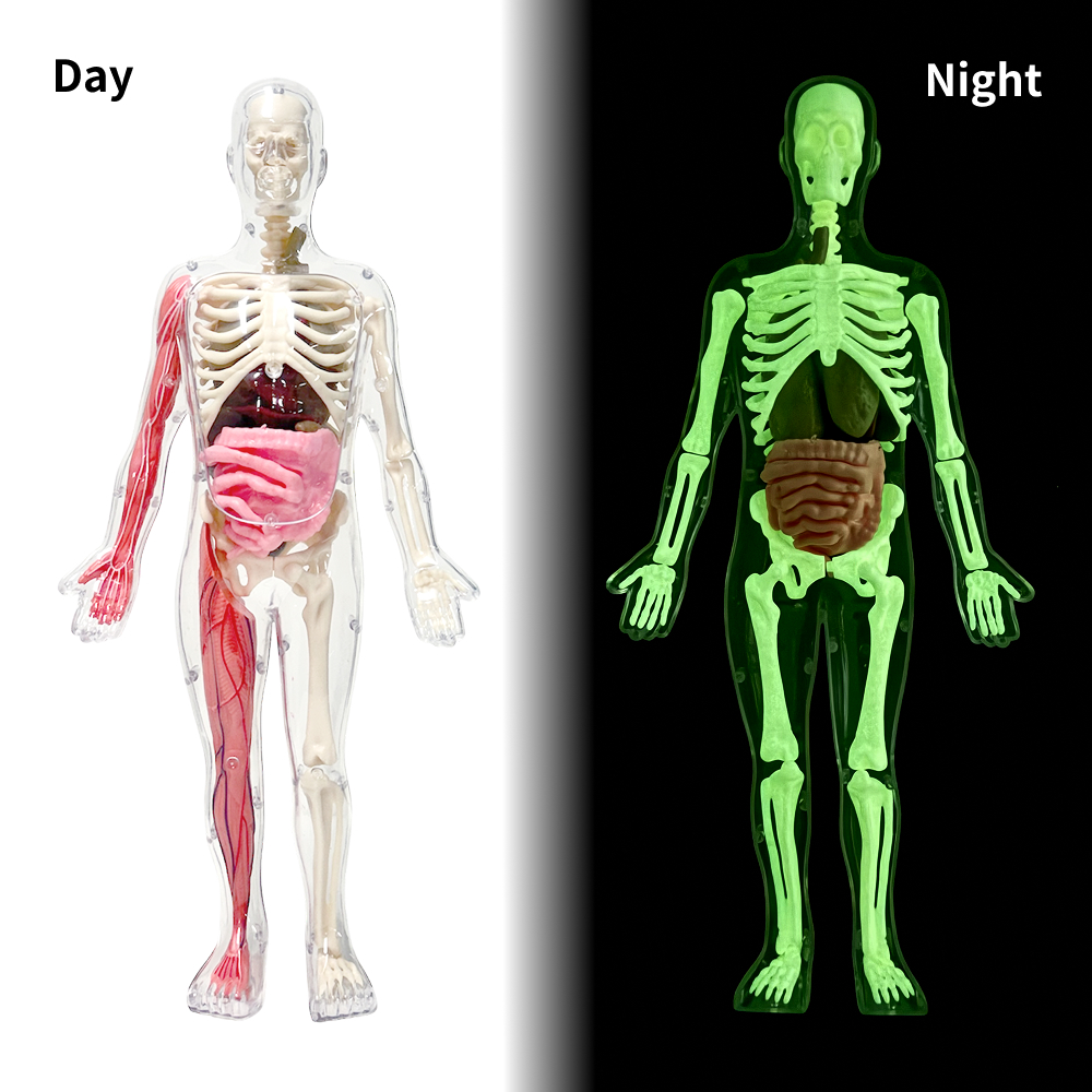 예스 영이과학기기 어린이 인체 모형 장기 골격 해부학 키트 YES-H1