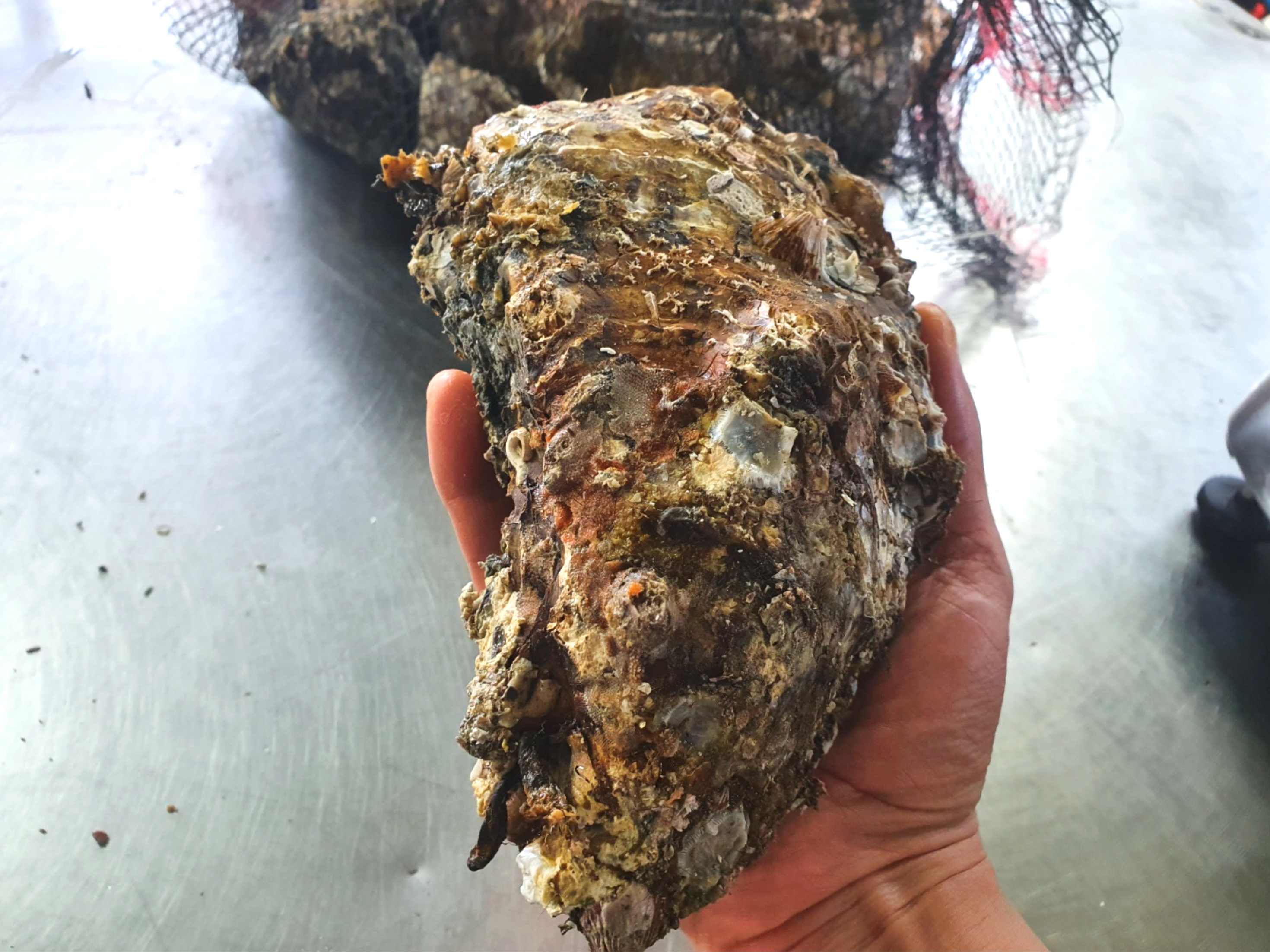 수라한상 통영 삼배체 석굴 석화 각굴 국내산 여름 하프셀 생굴 1kg