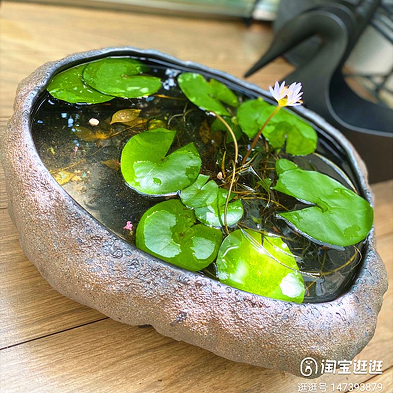 물학 수경화분 둘레석 항아리 상품 항아리수반 돌수반 매트 옐로우 세면대 + 35x21c - 상세 이미지 5