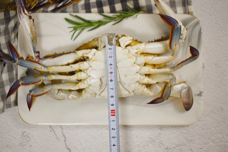 살아있는 가을 활 숫꽃게 1kg(3-5미) - 상세 이미지 5