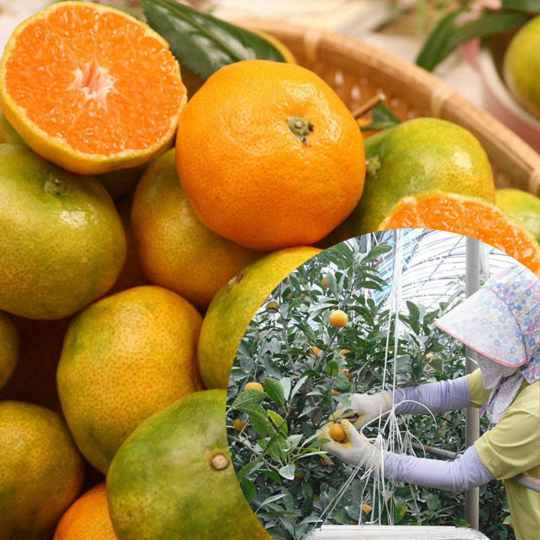 제주 하우스 감귤 밀감 귤 소과 로얄과 선물세트