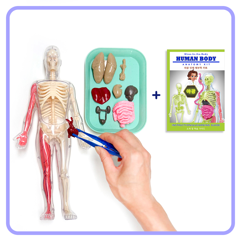 예스 영이과학기기 어린이 인체 모형 장기 골격 해부학 키트 YES-H1