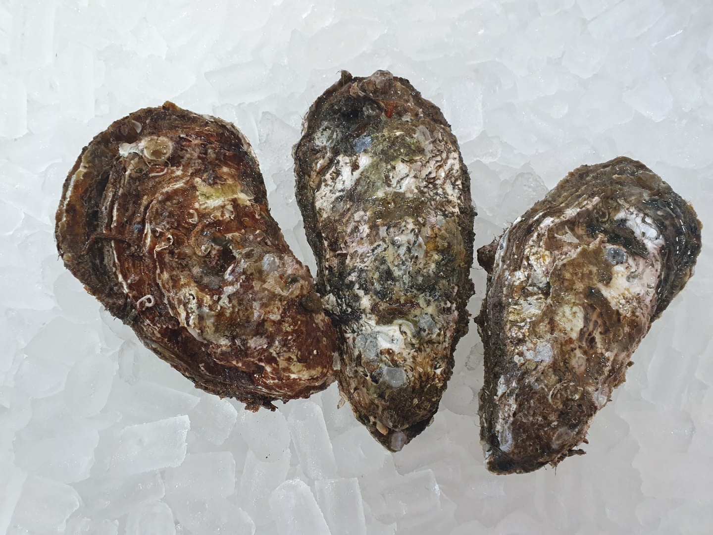 수라한상 통영 삼배체 석굴 석화 각굴 국내산 여름 하프셀 생굴 1kg - 상세 이미지 3