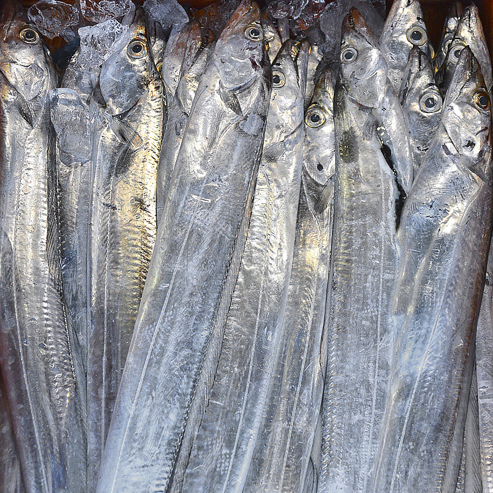 순살갈치 500g 가시제거 손질 뼈없는 가시없는 갈치 - 상세 이미지 2