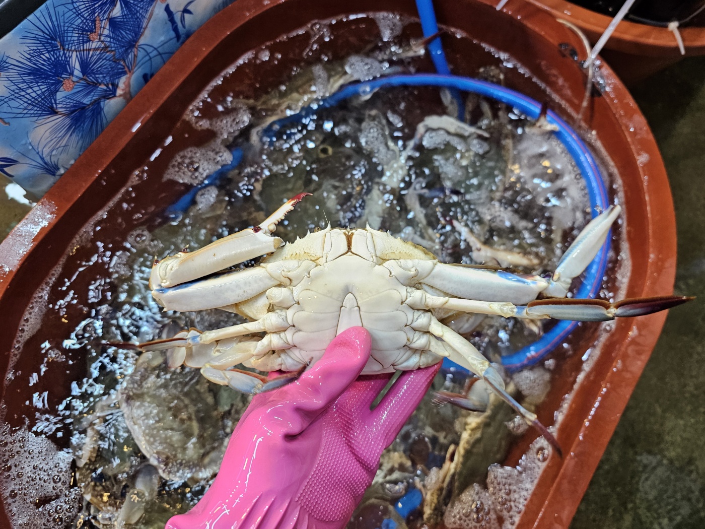 살아있는 가을 활 숫꽃게 1kg(3-5미) - 상품 이미지