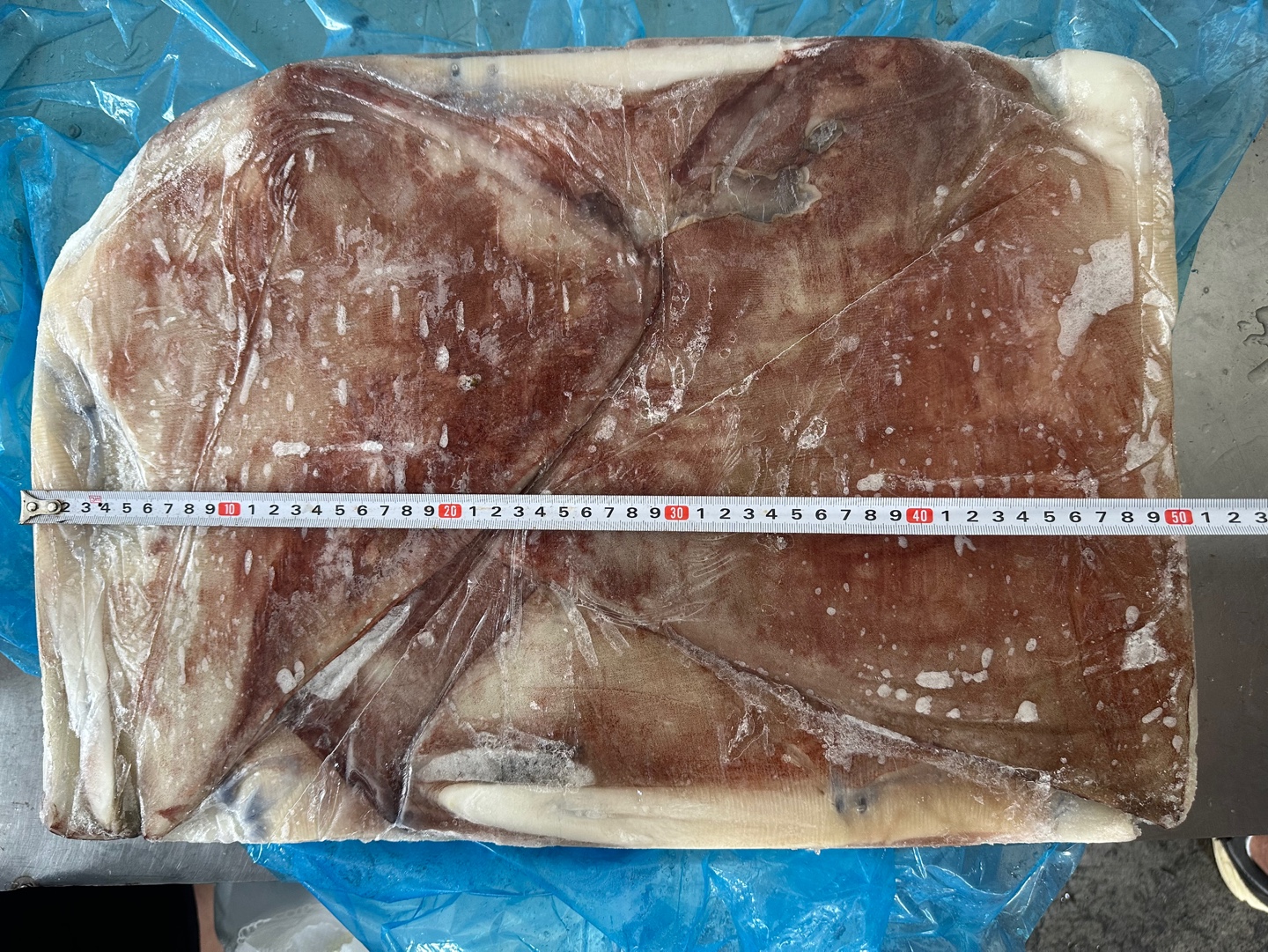 대왕 오징어 몸통 20kg 냉동 무라사키 지느러미 몸살 도매 업소용 벌크 - 상세 이미지 3