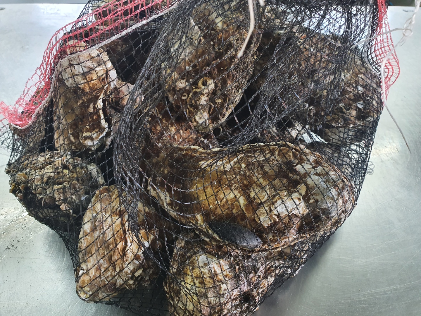 수라한상 통영 삼배체 석굴 석화 각굴 국내산 여름 하프셀 생굴 1kg - 상세 이미지 4
