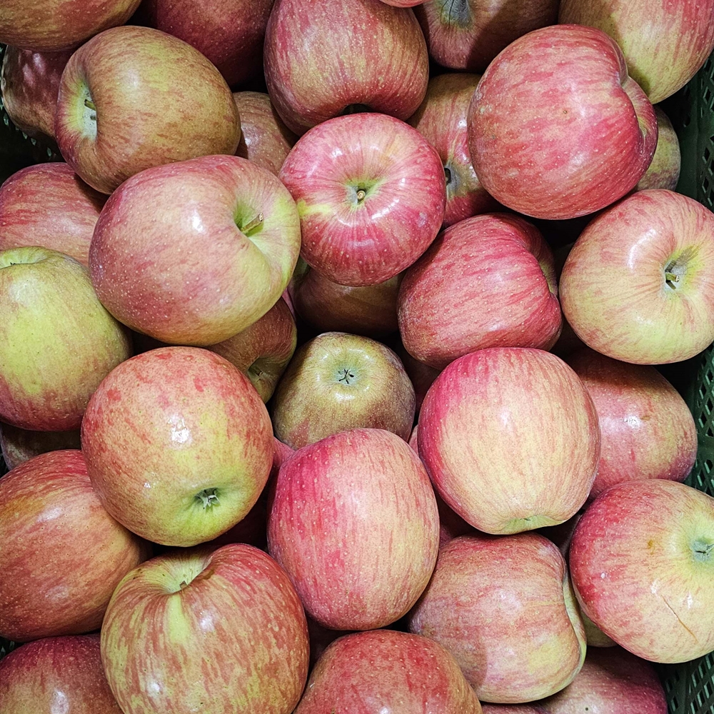 힘찬열매 홍로사과 햇사과 경북 꿀사과 특품 3kg 10kg