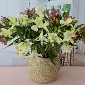 유스풀몰 생화 알스트로메리아 랜덤색상 5송이 꽃배달싼곳 꽃 솔직 후기 | 실사용자 리뷰 분석 - 상품 이미지 3