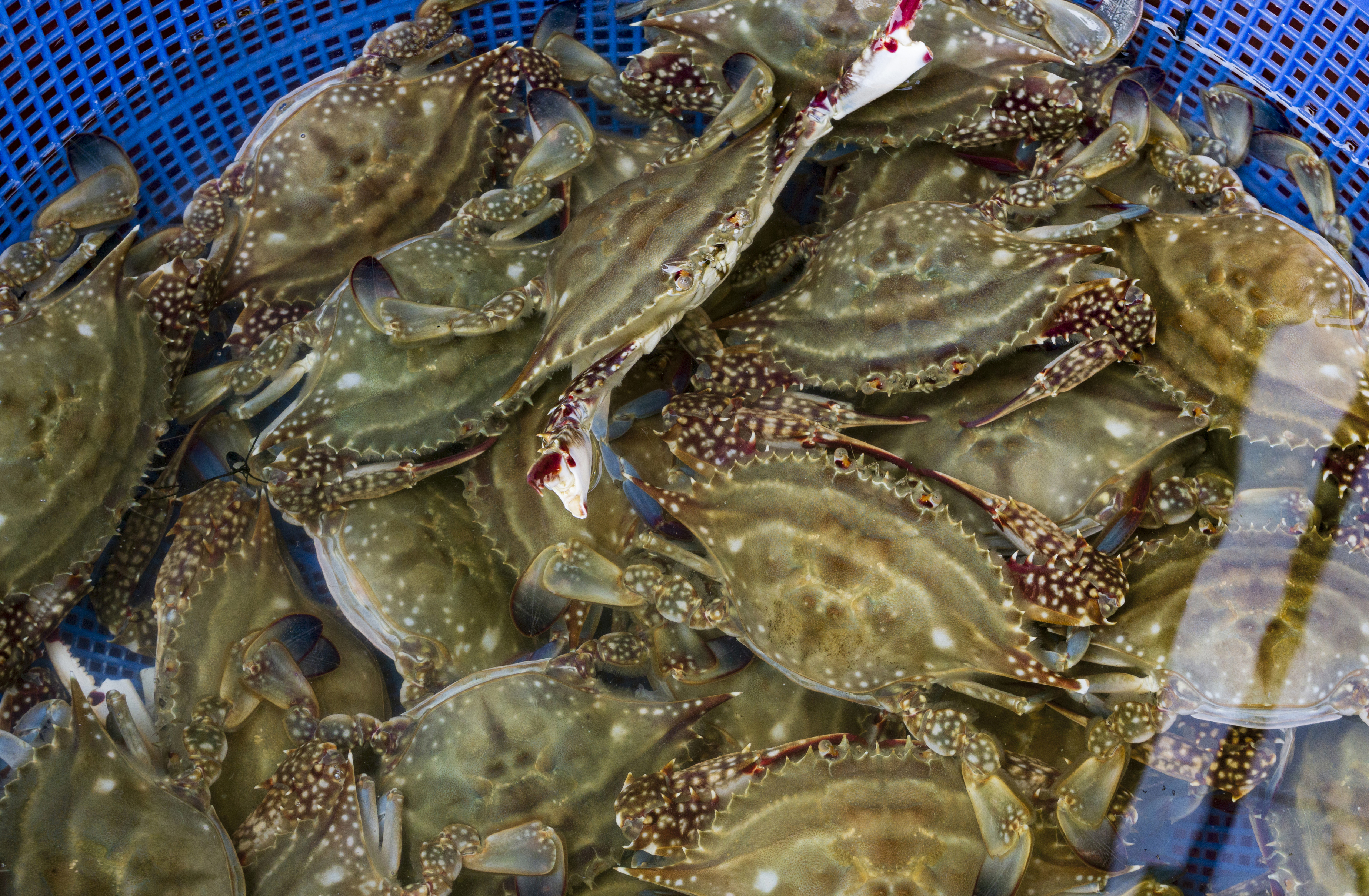 수라한상 제철 꽃게 신진도 연평도 활 숫 가을 1kg - 상세 이미지 5