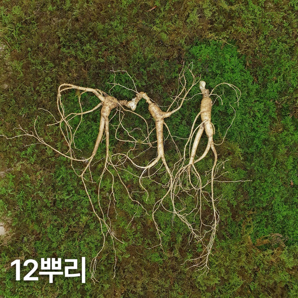 7,8년근 최상품 산양산삼 12뿌리 산양삼 장뇌삼
