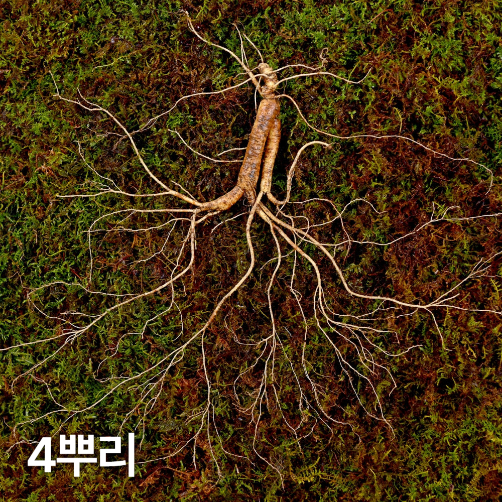 12,15년근 야생삼 4뿌리 산양산삼 산양삼 장뇌삼
