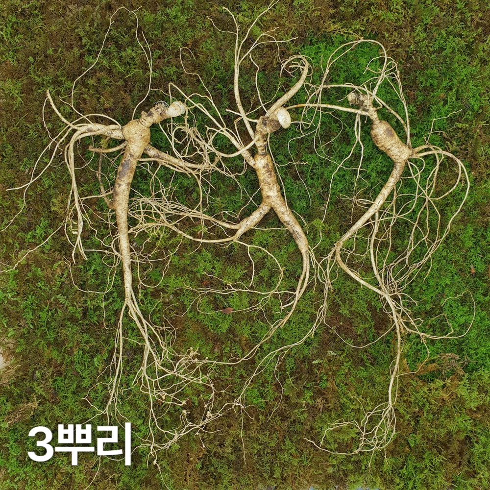 10년근 최상품 3뿌리 산양산삼 산양삼 장뇌삼 장뇌산삼