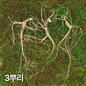 10년근 최상품 3뿌리 산양산삼 산양삼 장뇌삼 장뇌산삼 맛있게 먹은 솔직 후기 - 상품 이미지 1