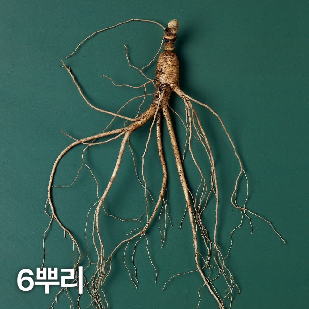 10년근 산양산삼 6뿌리 산양삼 장뇌삼