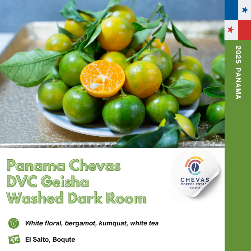 파나마 체바스 DVC 워시드