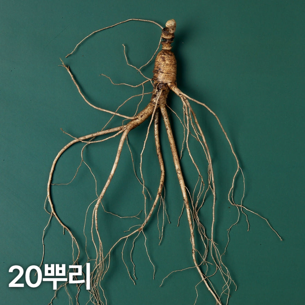 10년근 산양산삼 20뿌리 산양삼 장뇌삼