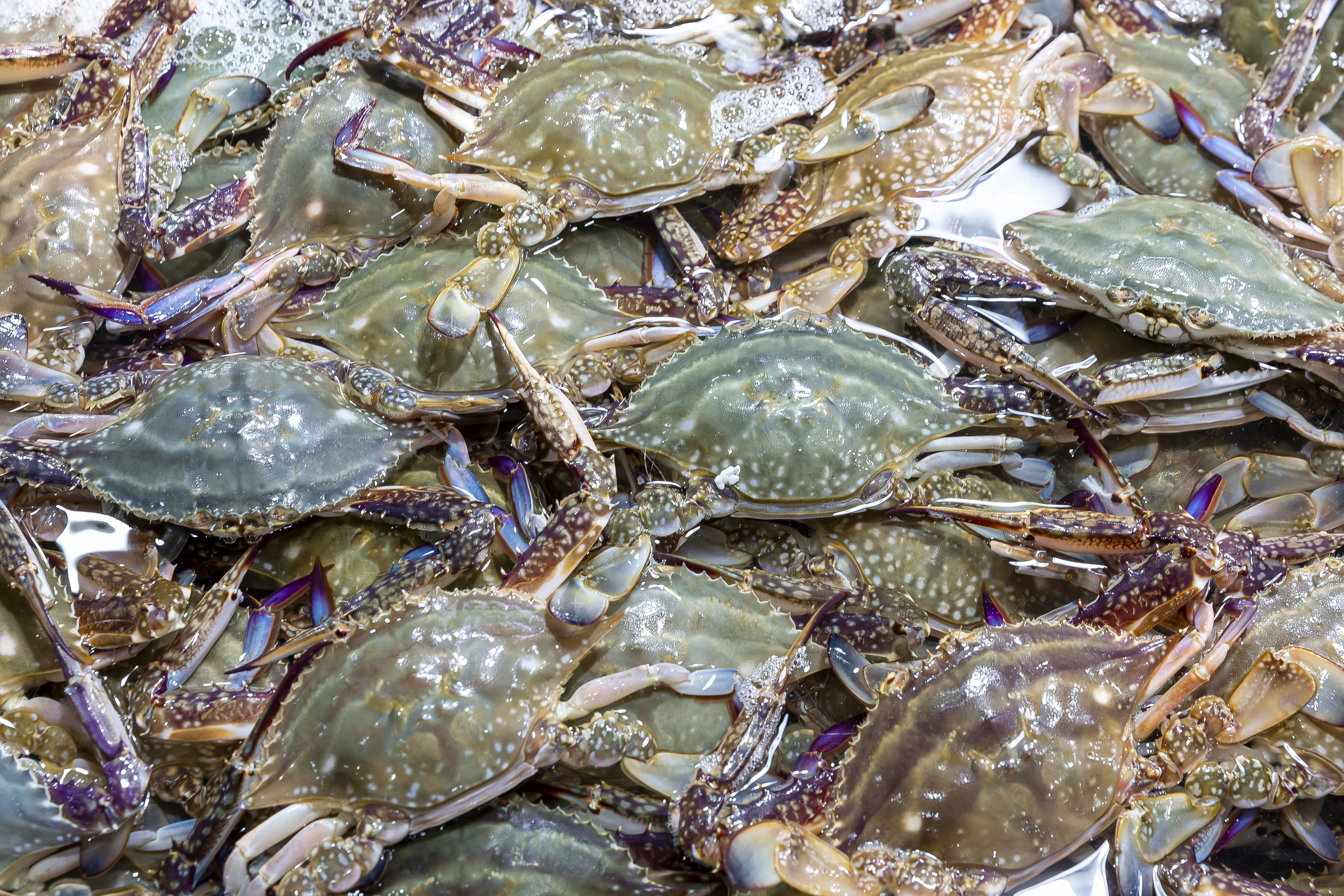 수라한상 제철 꽃게 신진도 연평도 활 숫 가을 1kg - 상세 이미지 3