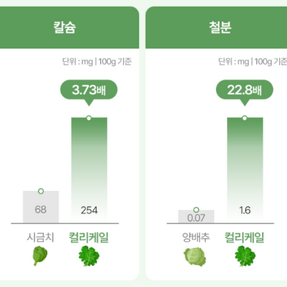 컬러케일 분말 100% 동결건조 콜리 곱슬 컬리 케일 가루 파우더 효능 대용량120G3통 - 상세 이미지 5