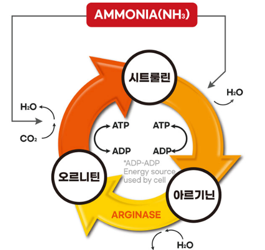 시트롤린 수박과피추출물 아연 트리플 아르기닌 14400 시트룰린 - 상세 이미지 4