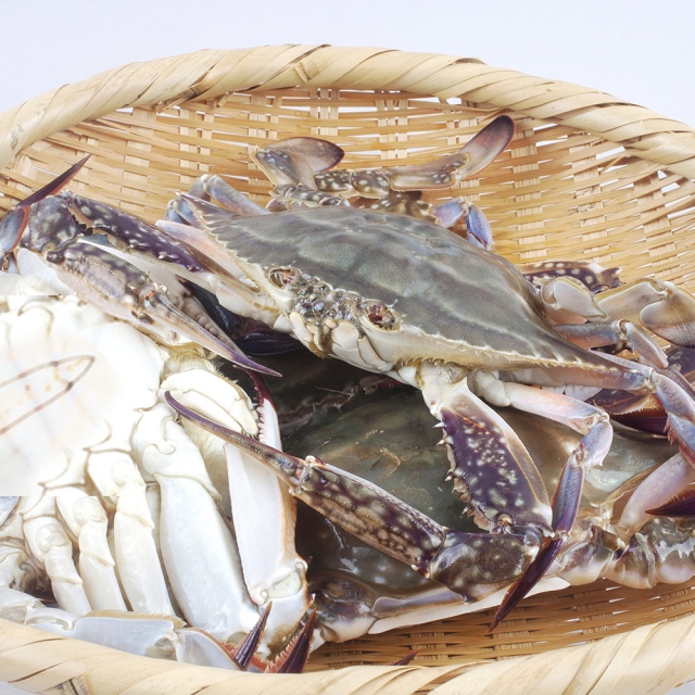 산지직송 신선한 태안 숫꽃게 활꽃게 가을 생물 꽃게 1kg 3-5미 - 상세 이미지 4