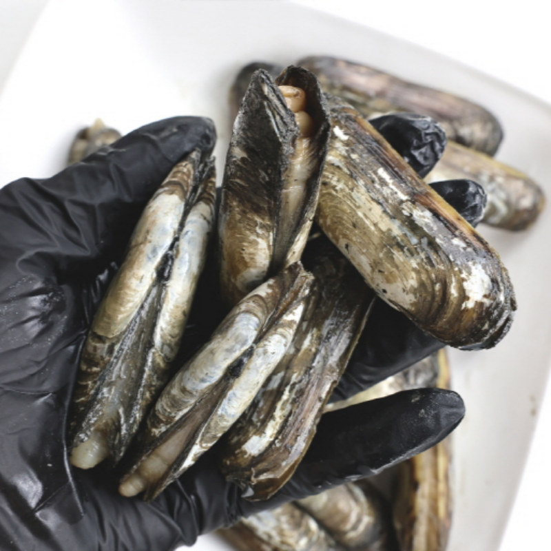 자연가득 산소포장 남해 가리 맛조개 500g 15-22미내외 - 상세 이미지 3