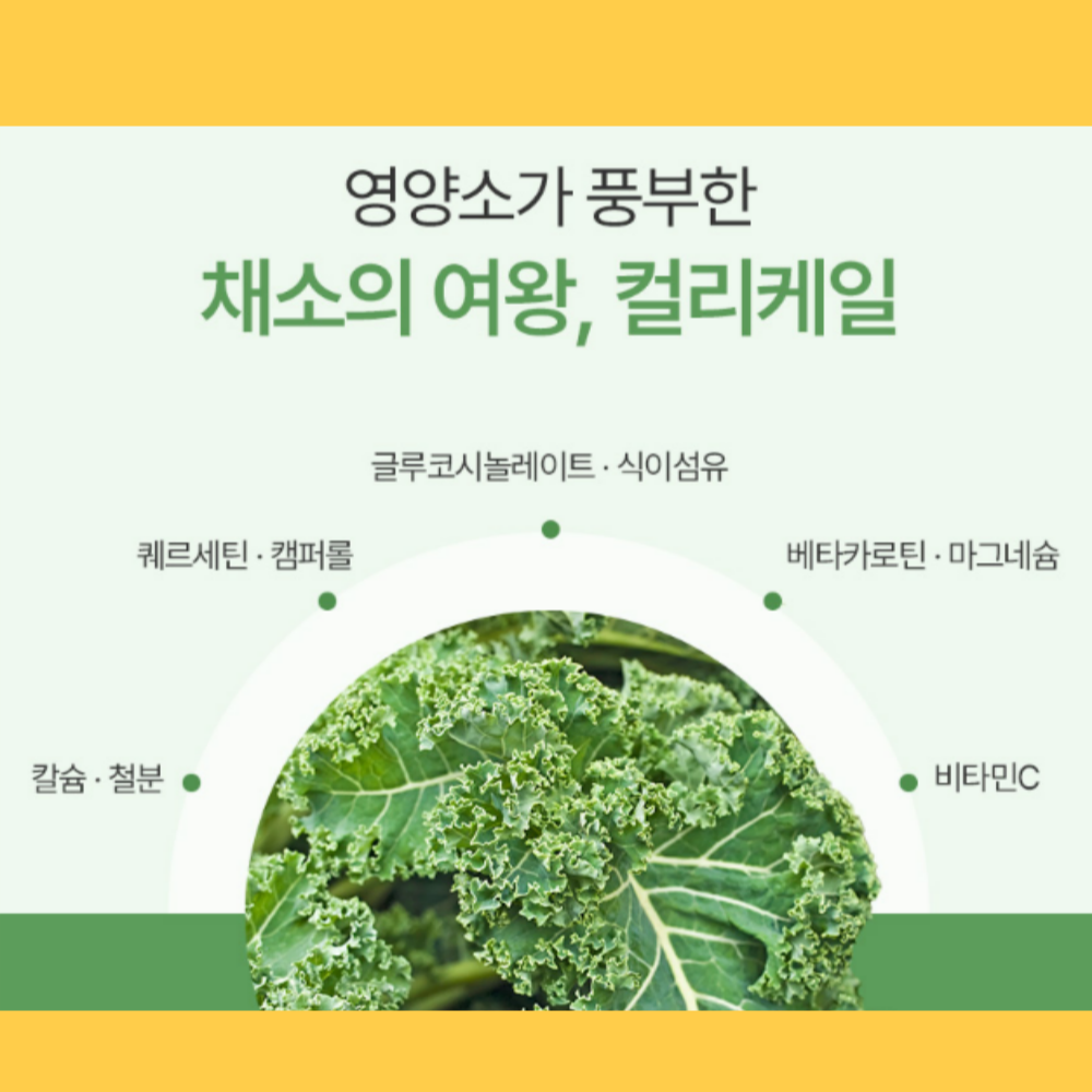 컬러케일 분말 100% 동결건조 콜리 곱슬 컬리 케일 가루 파우더 효능 대용량120G3통 - 상세 이미지 2
