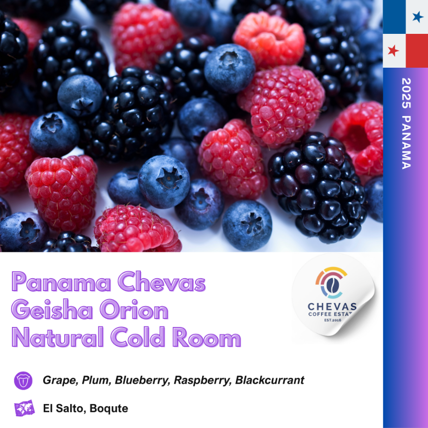 파나마 체바스 오리온 내추럴 콜드룸