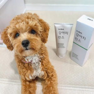 닥터블랭크 저자극 강아지 트리트먼트 향기좋은 애견 린스 컨디셔너 비숑 포... 솔직 후기 | 실제 사용자 리뷰 총정리 - 상품 이미지 2