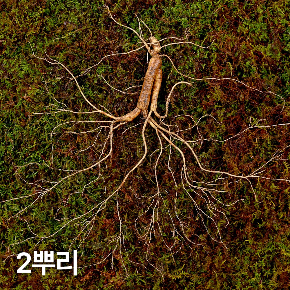 12,15년근 야생삼 2뿌리 산양산삼 산양삼 장뇌삼