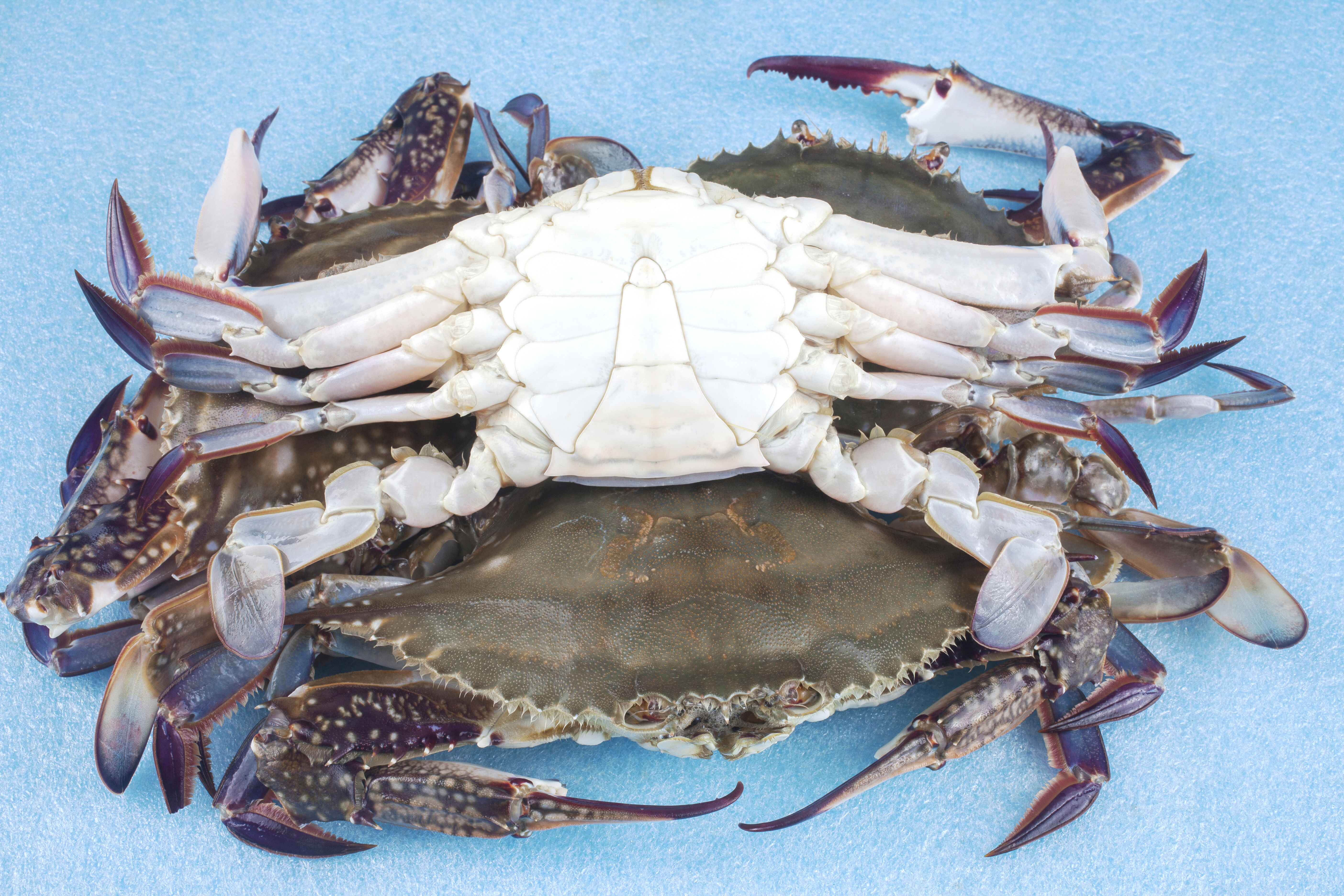 수라한상 제철 꽃게 신진도 연평도 활 숫 가을 1kg - 상세 이미지 4