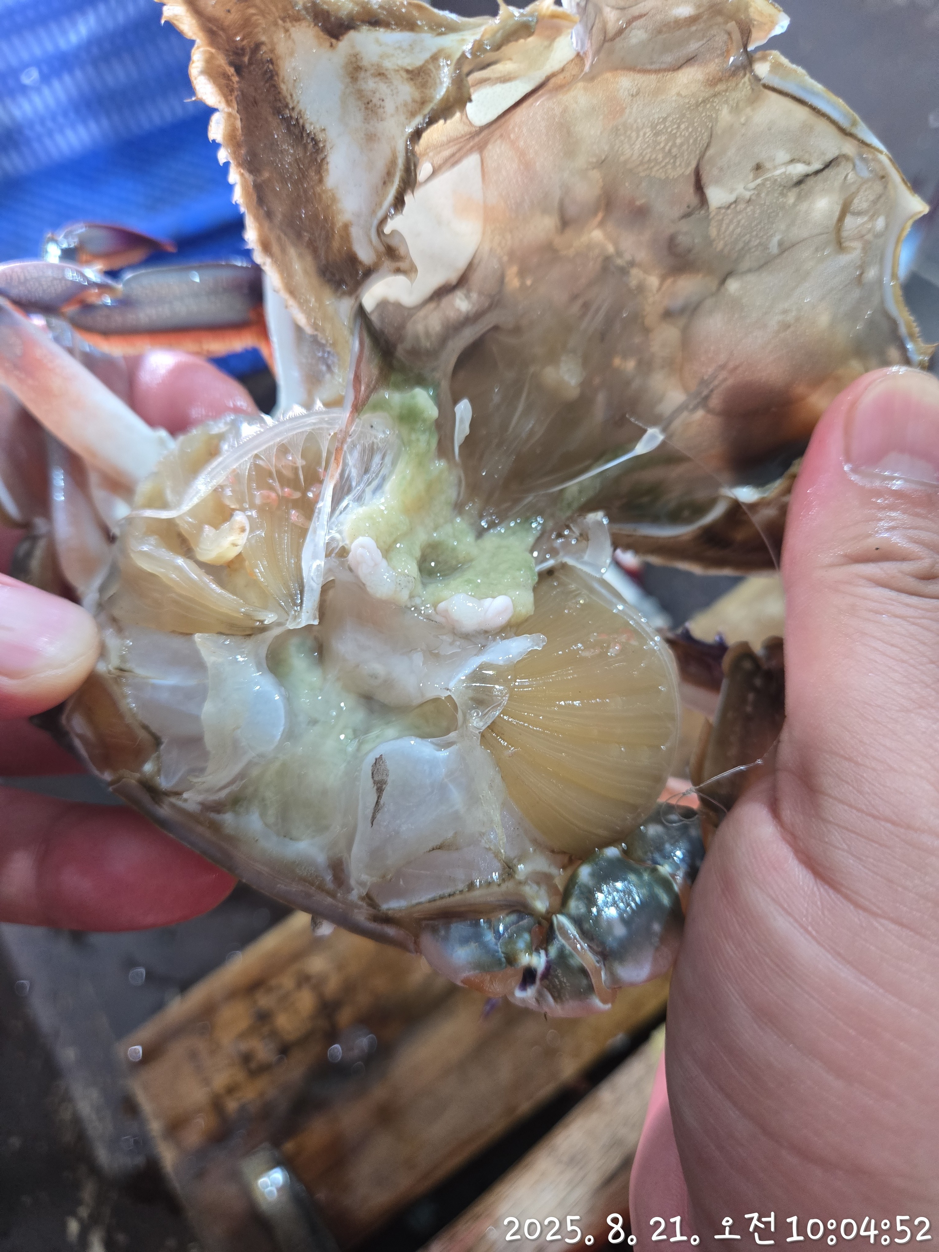 수라한상 제철 꽃게 신진도 연평도 활 숫 가을 1kg 이미지 6