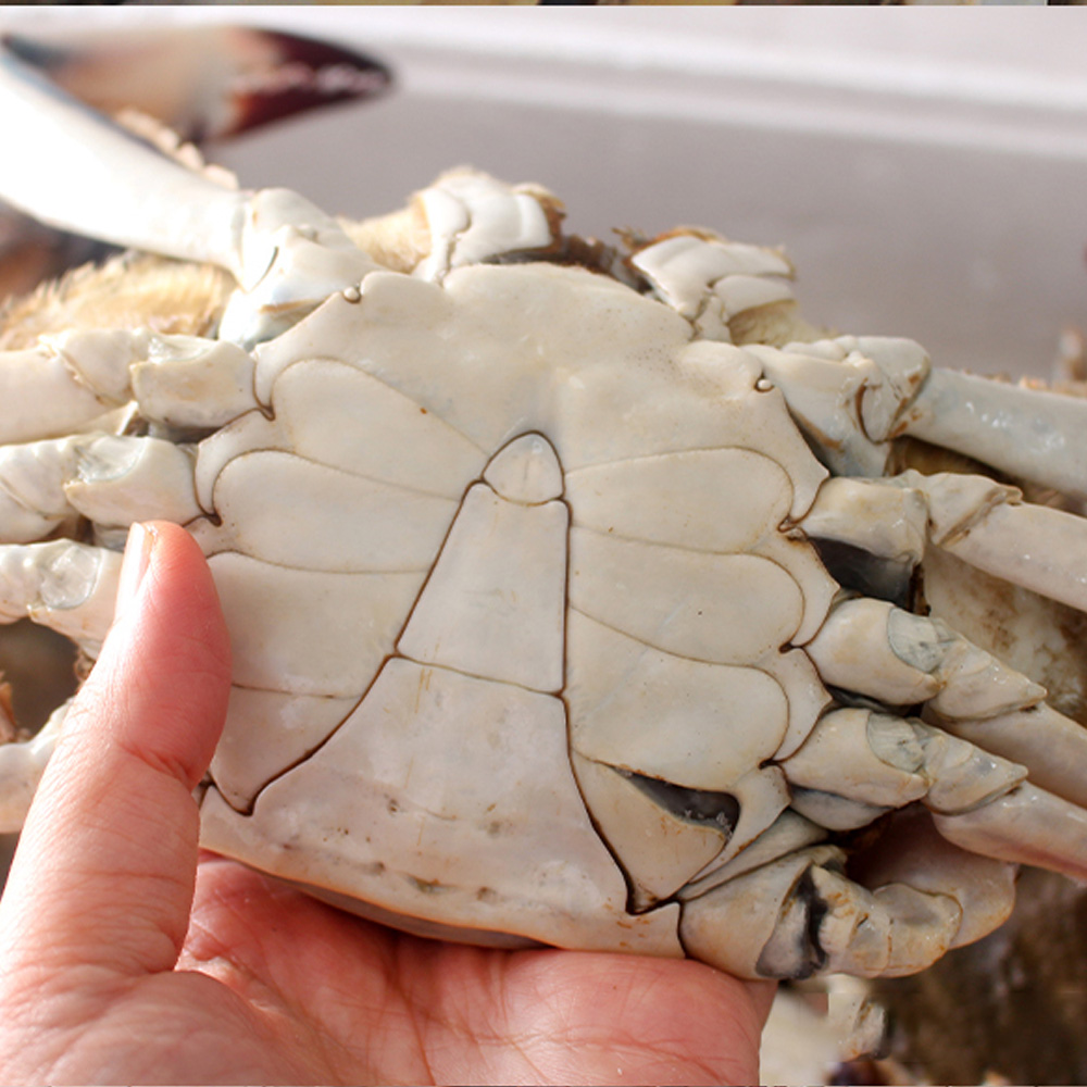 산지직송 신선한 태안 숫꽃게 활꽃게 가을 생물 꽃게 1kg 3-5미 - 상세 이미지 5