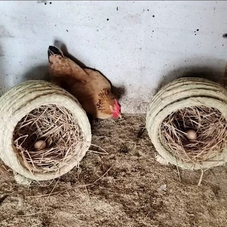 야외양계장 사육장 닭알낳는집 산란통 달걀 대형 알둥지 확대형 1호 건초 35x35 S - 상세 이미지 3