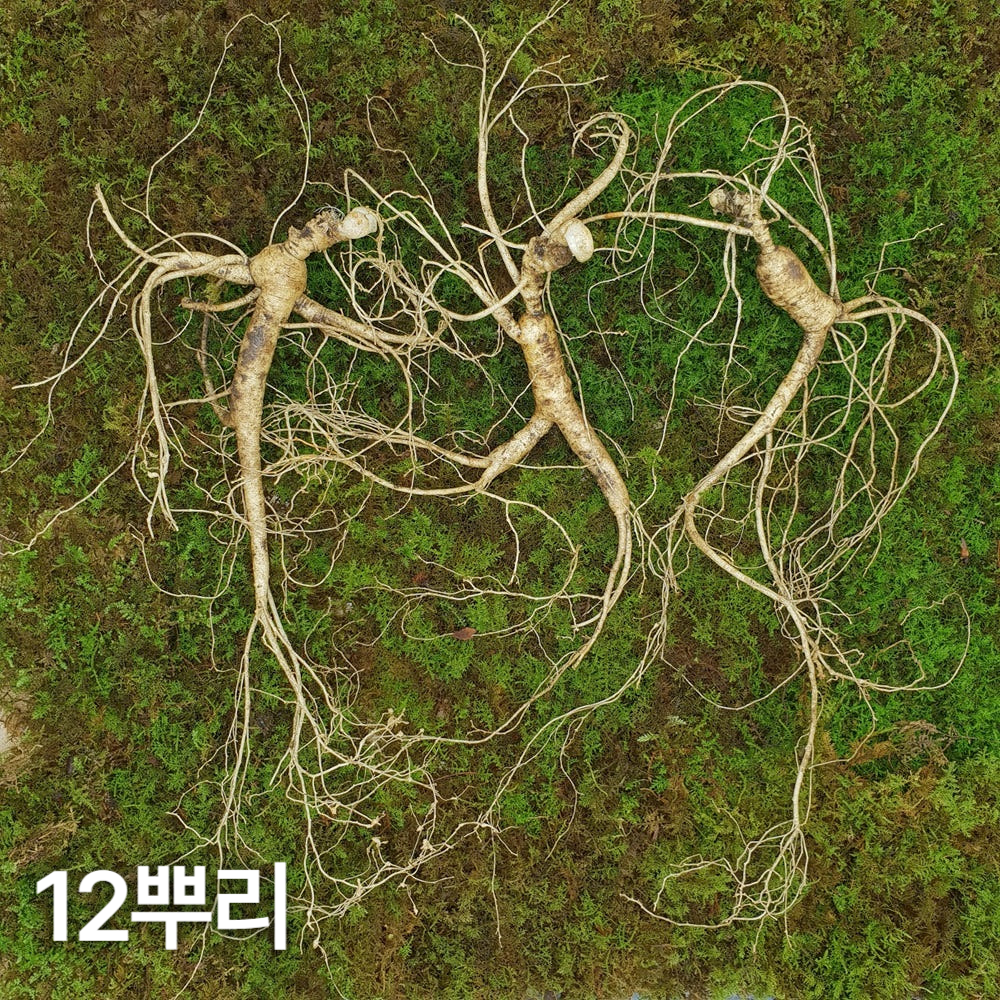10년근 최상품 산양산삼 12뿌리 산양삼 장뇌삼