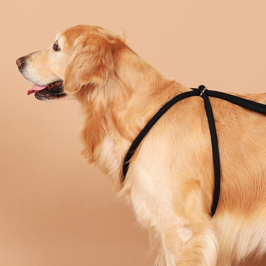 호지 올인원 강아지 일체형 로프 하네스 S 반려동물 반려견 가슴줄 소형견 중형견 대형견