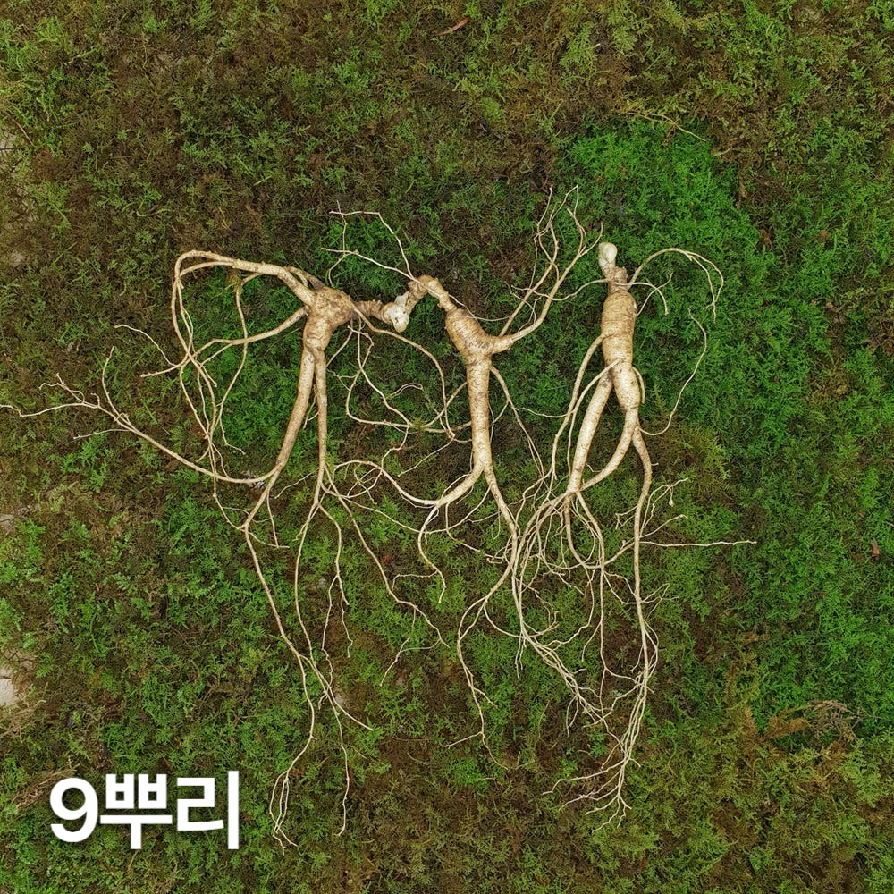 7,8년근 최상품 산양산삼 9뿌리 산양삼 장뇌삼
