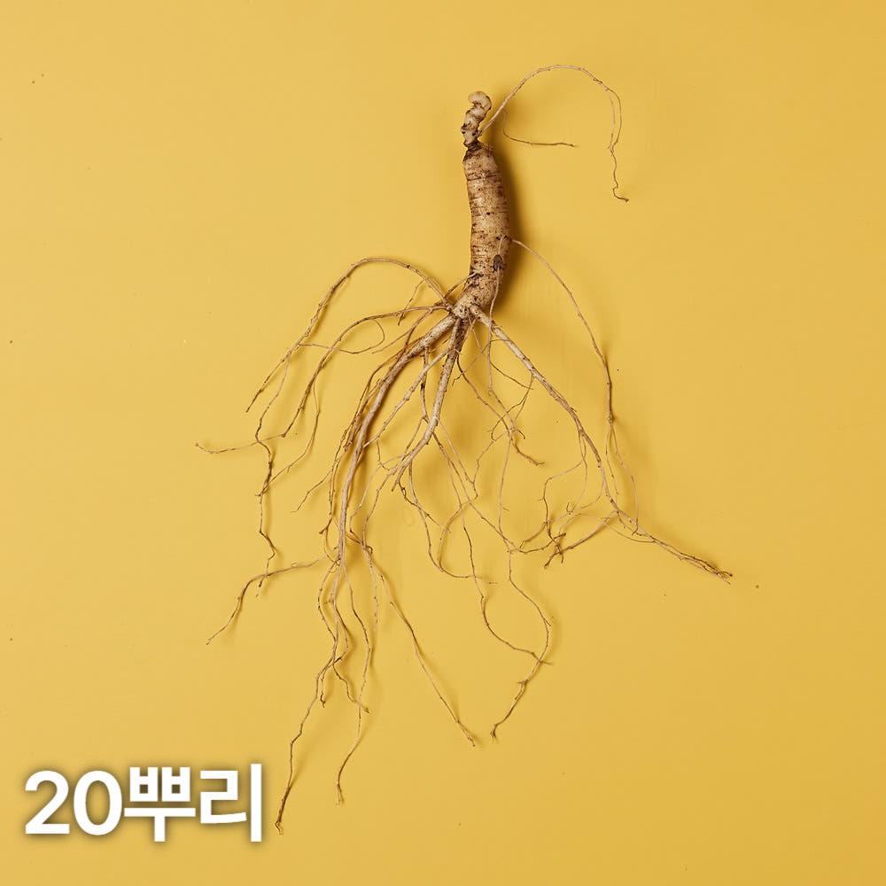 5,6년근 산양산삼 20뿌리 산양삼 장뇌삼