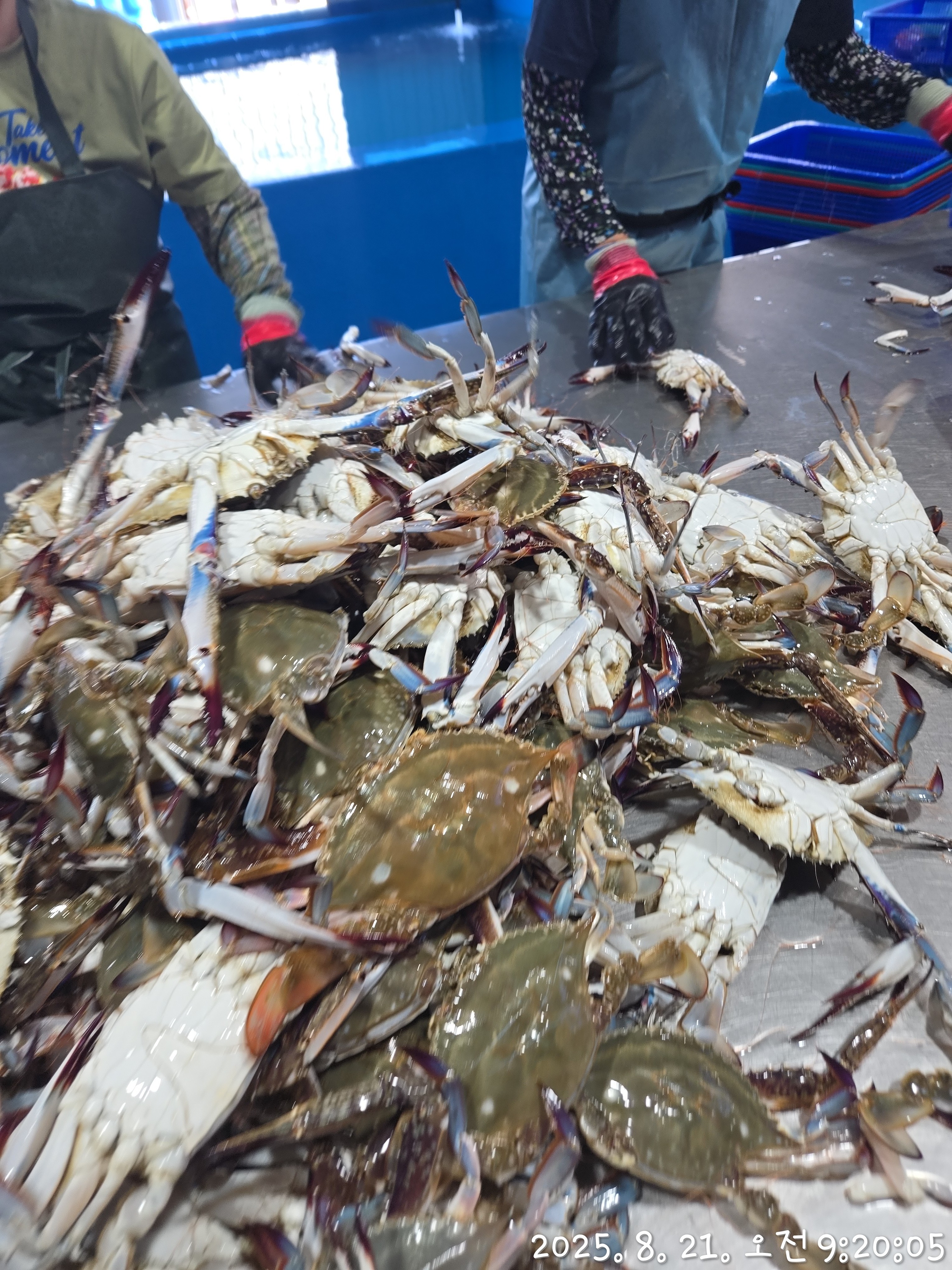 수라한상 제철 꽃게 신진도 연평도 활 숫 가을 1kg 이미지 8
