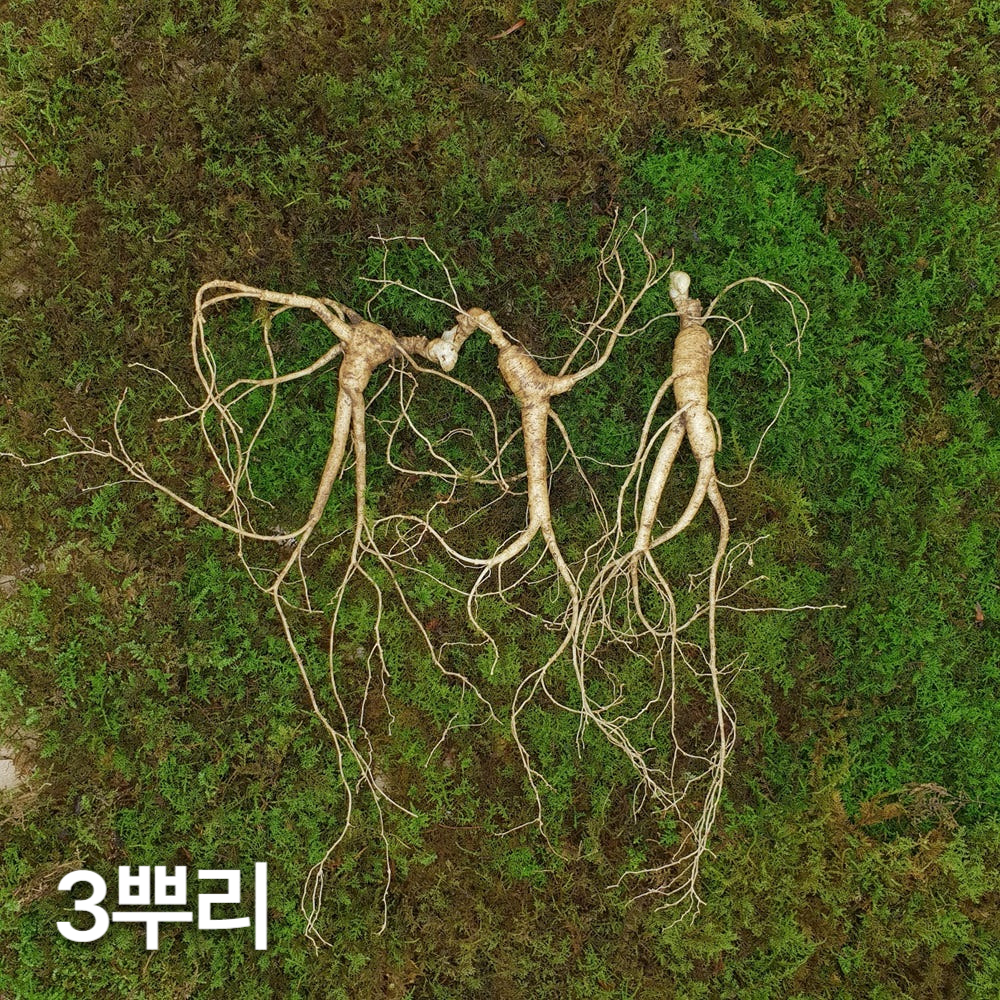 7,8년근 최상품 3뿌리 산양산삼 산양삼 장뇌삼 장뇌산삼